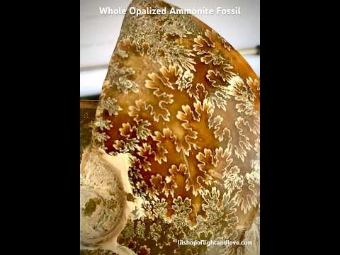 whole opalized ammonite fossil