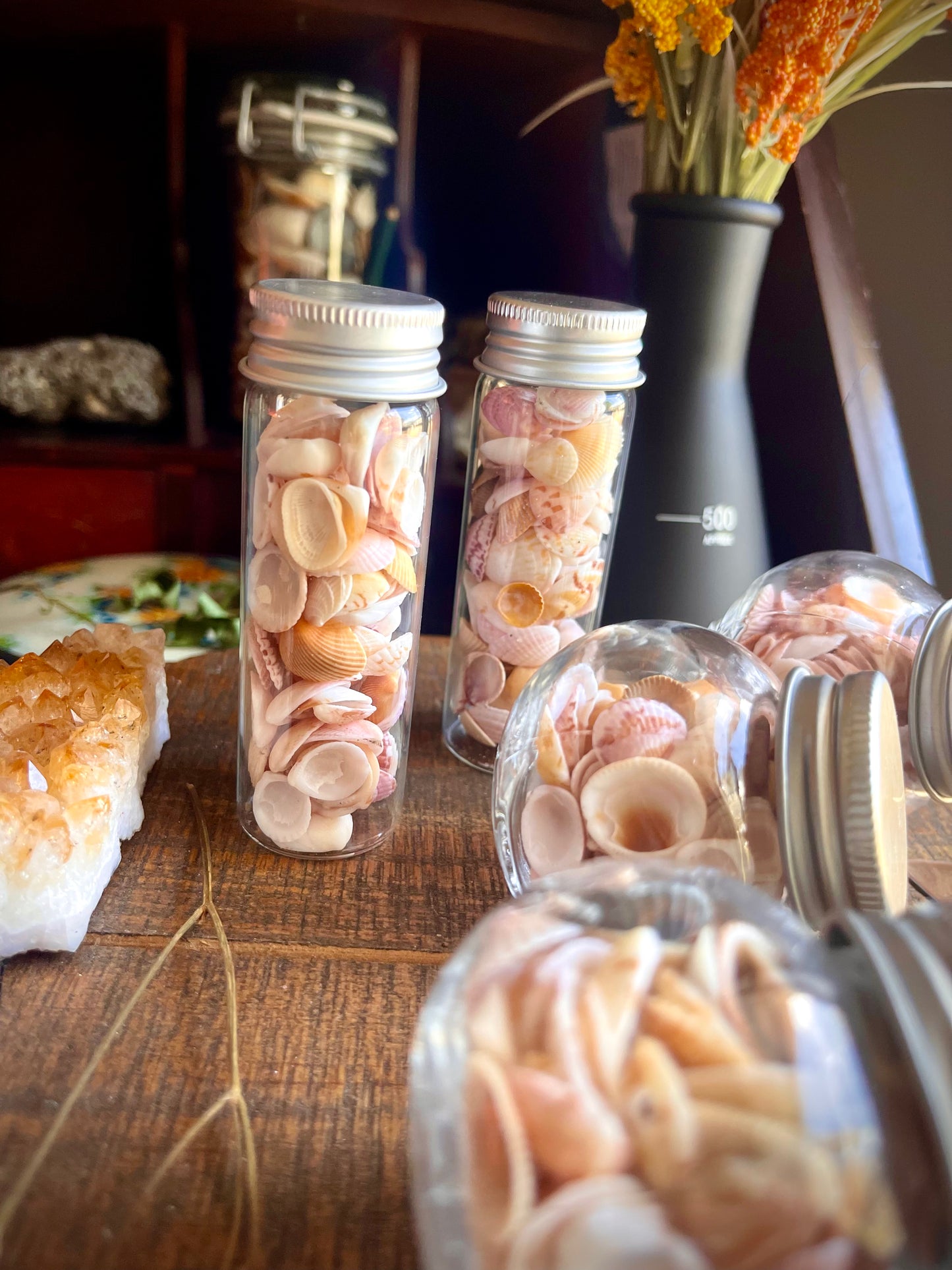 jar of pretty lil sea shells