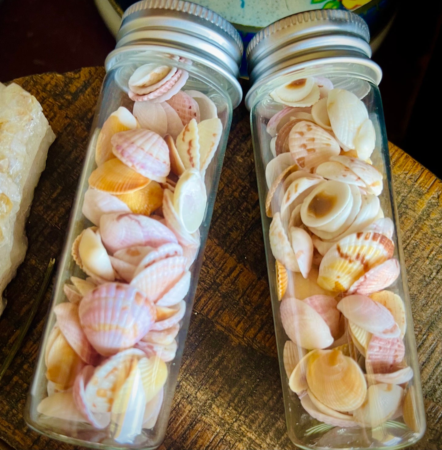 jar of pretty lil sea shells