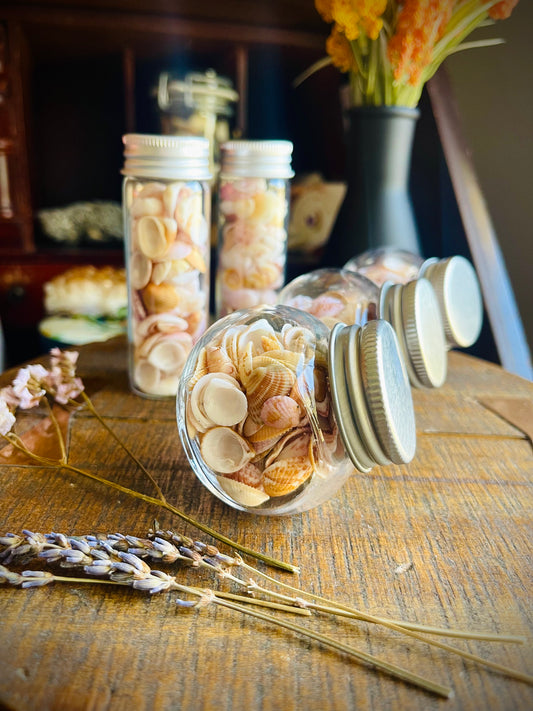 jar of pretty lil sea shells
