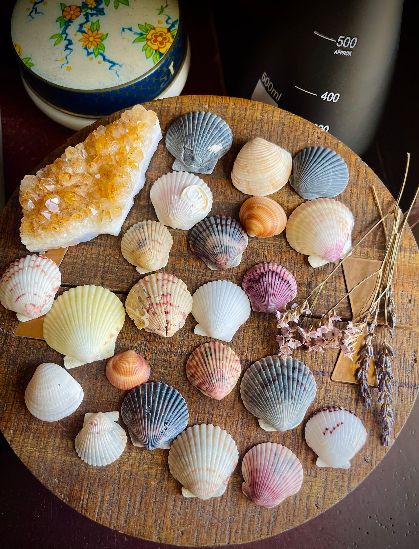 3 extra pretty sea shells