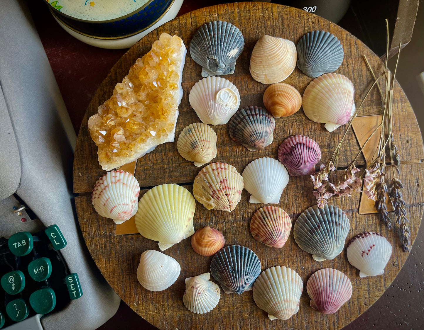 3 extra pretty sea shells