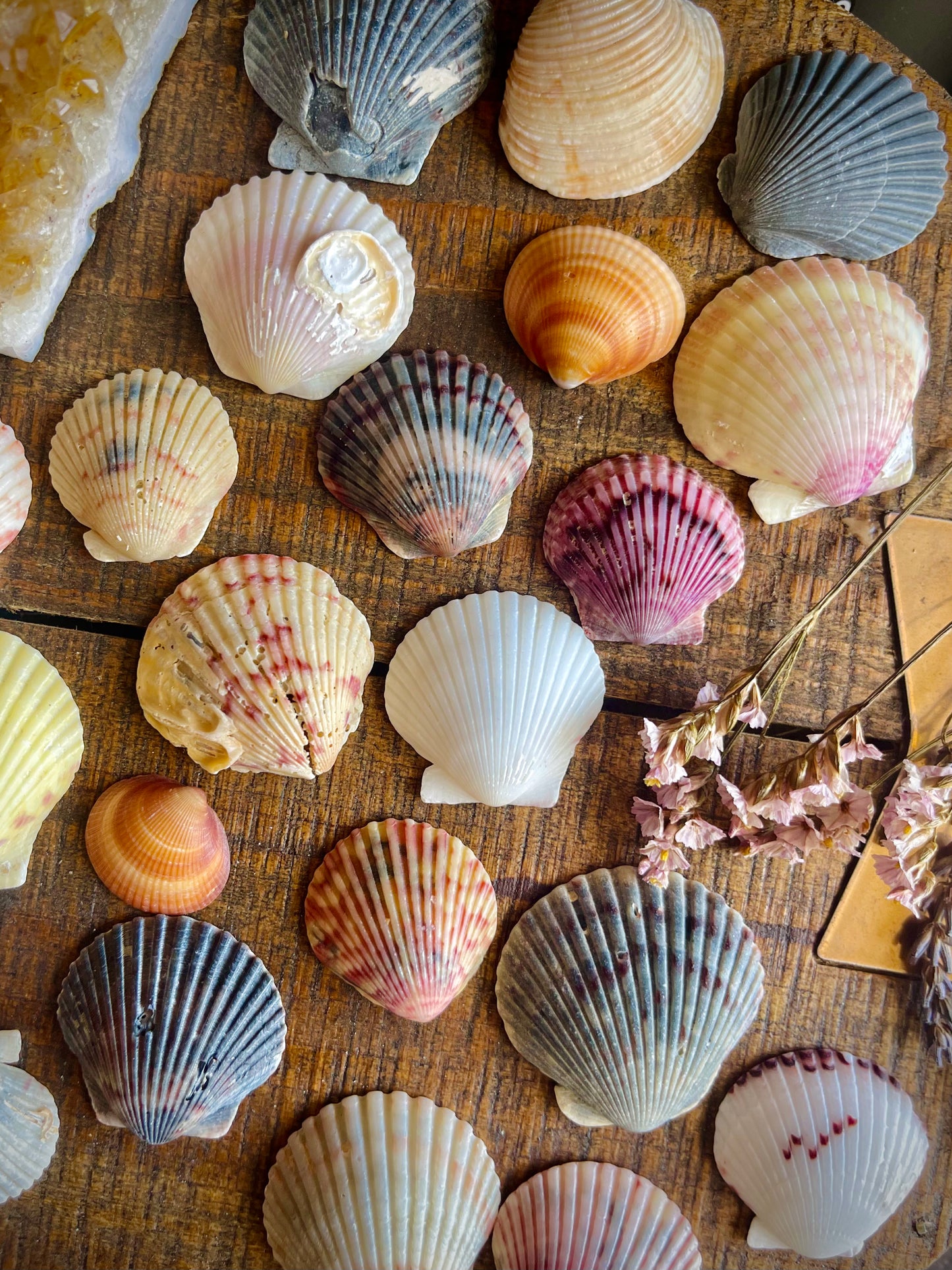 3 extra pretty sea shells