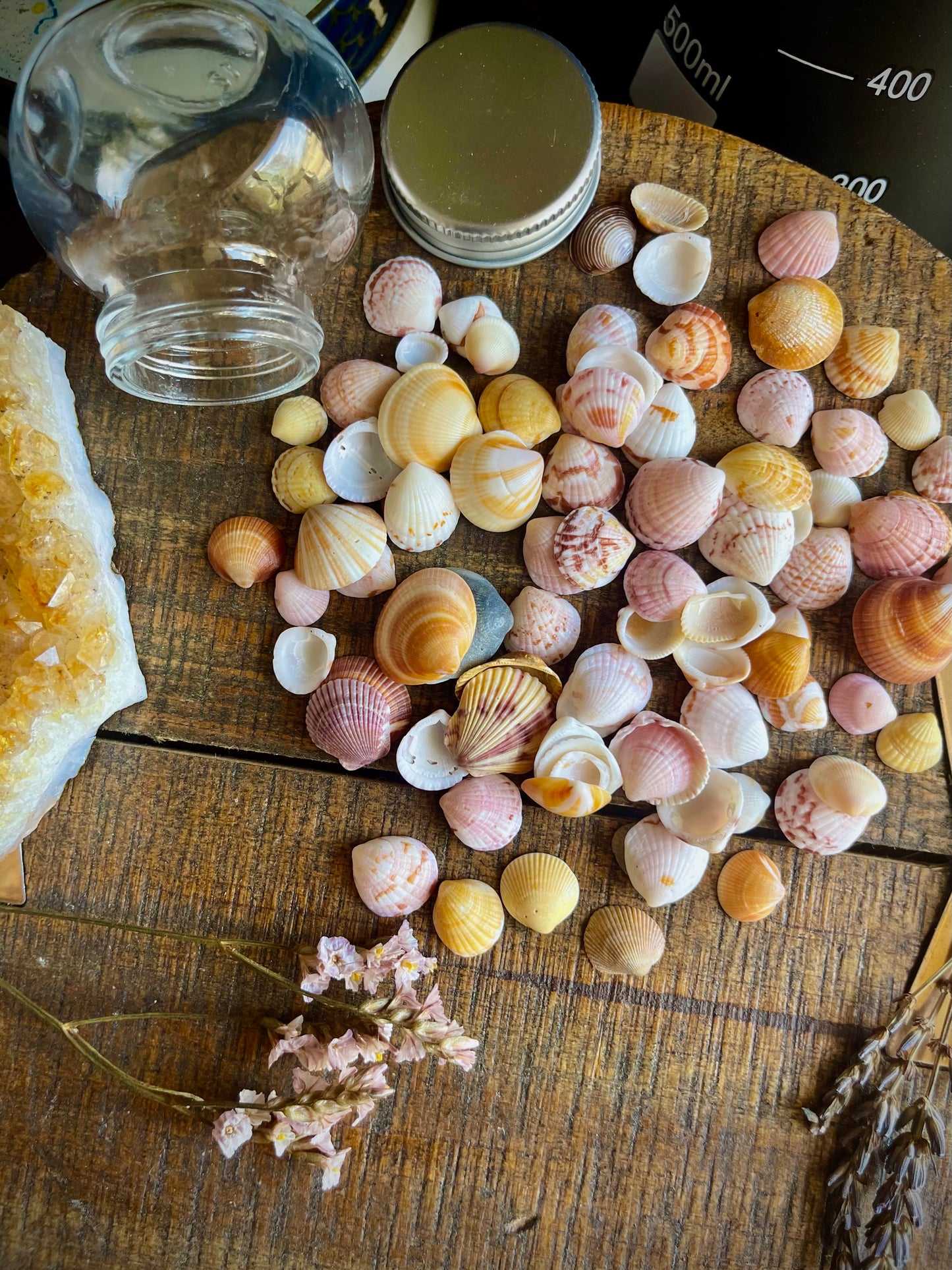 jar of pretty lil sea shells