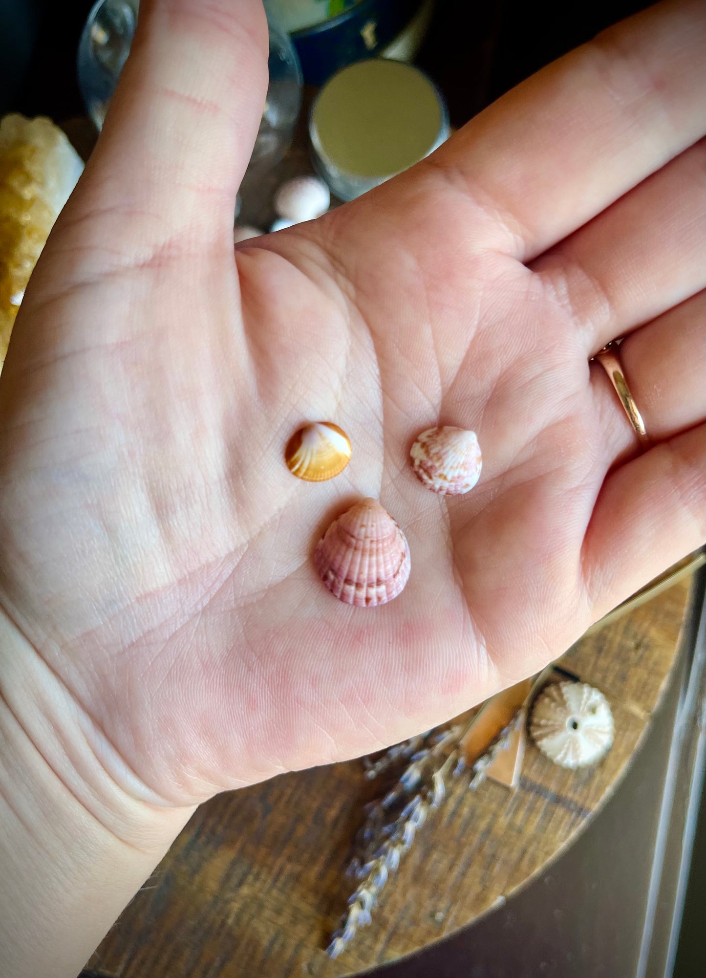 jar of pretty lil sea shells