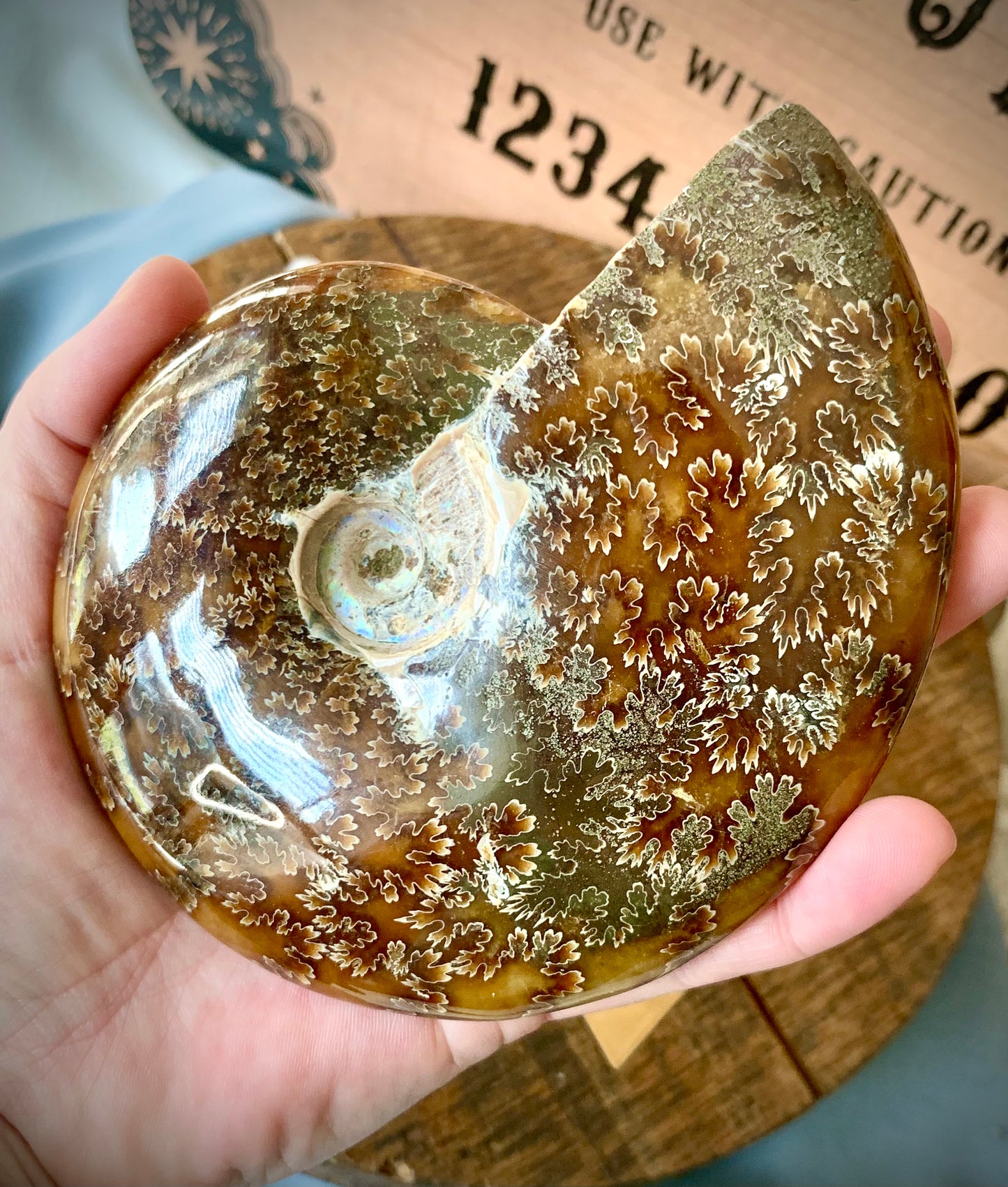 whole opalized ammonite fossil