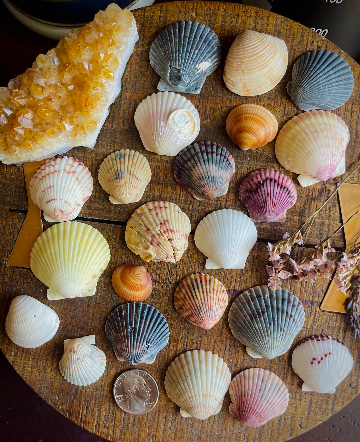 3 extra pretty sea shells