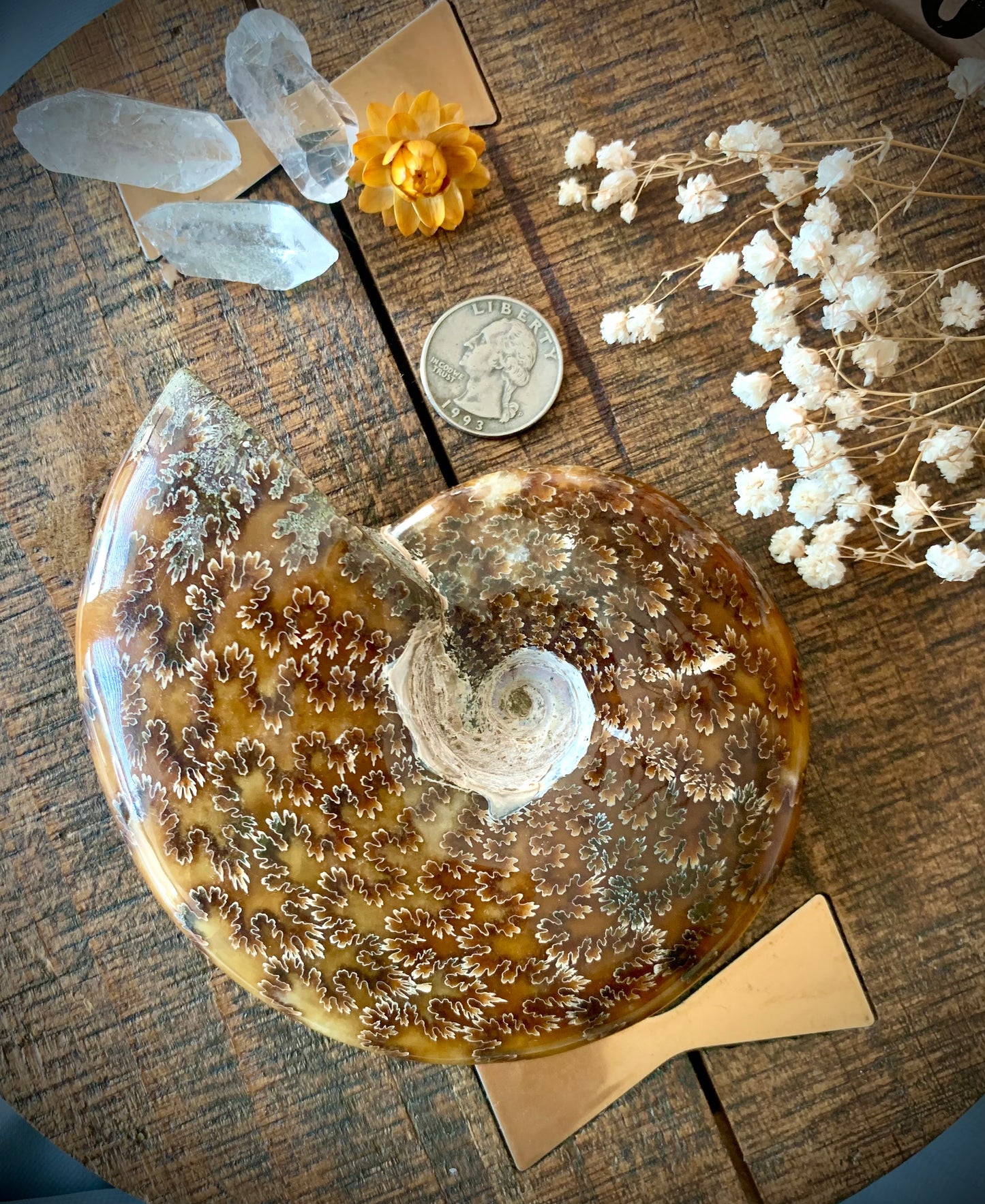 whole opalized ammonite fossil