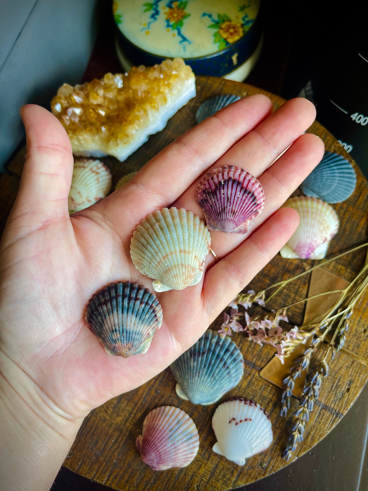 3 extra pretty sea shells