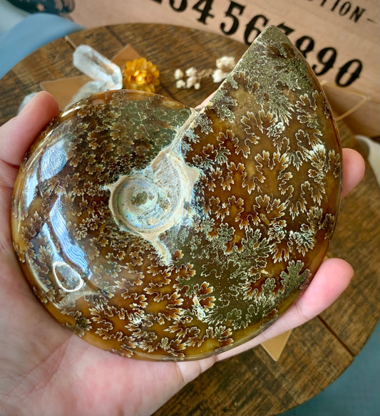 whole opalized ammonite fossil