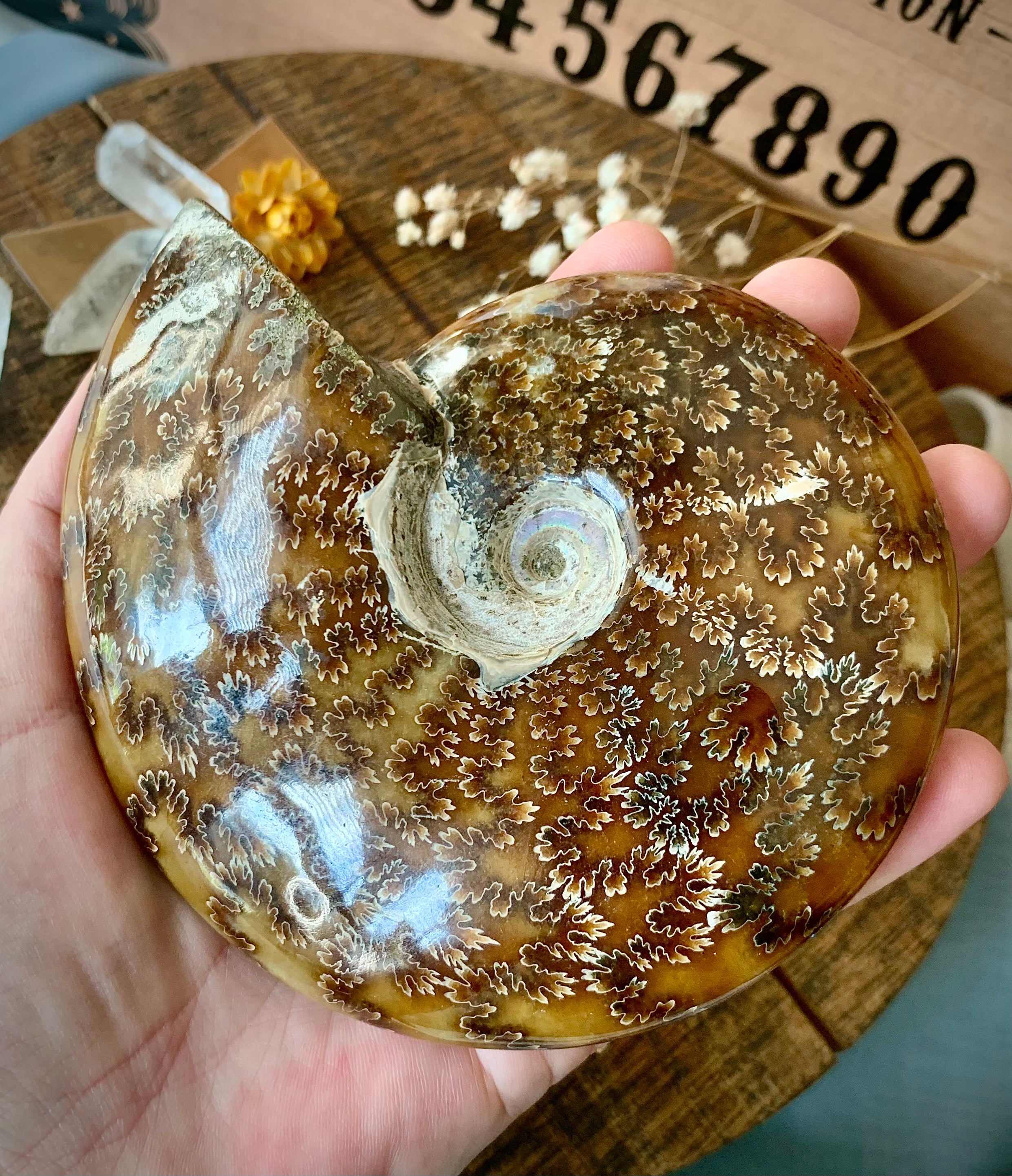 A large ammonite fossil with opalization held in a hand over a wooden board with crystals and flowers on it